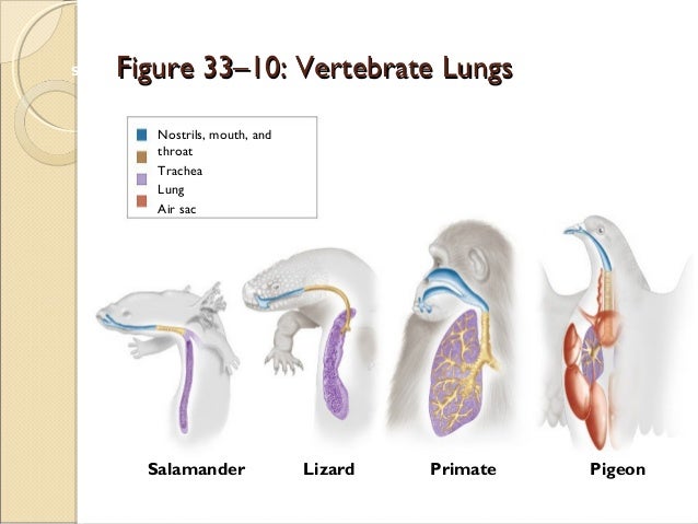 comparative anatomy