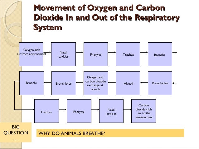 Comparative anatomy respiratory system