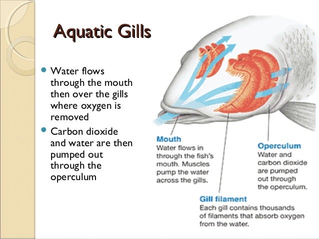 Comparative anatomy respiratory system