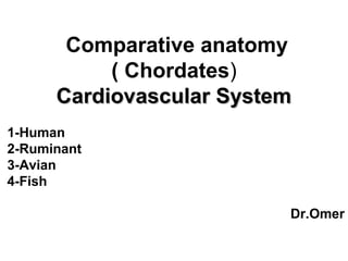 Comparative anatomy
( Chordates)
Cardiovascular SystemCardiovascular System
1-Human
2-Ruminant
3-Avian
4-Fish
Dr.Omer
 