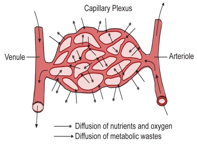 Comparative anatomy circulatory system