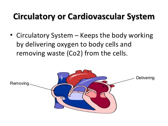 Comparative anatomy circulatory system