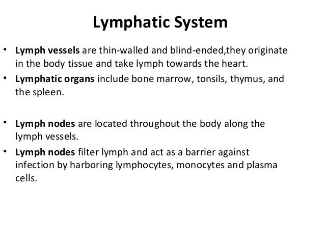 Comparative anatomy circulatory system
