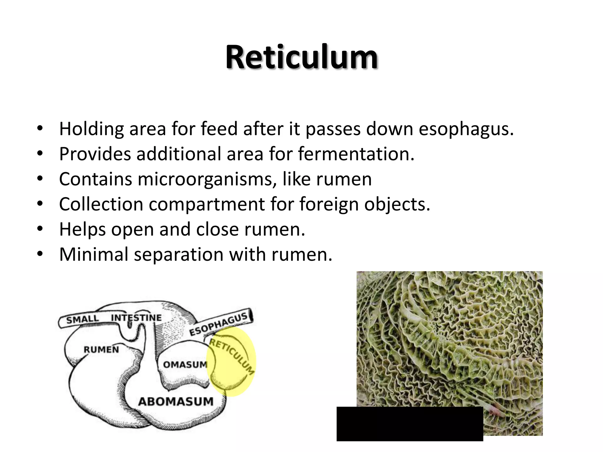 Reticulum
• Holding area for feed after it passes down esophagus.
• Provides additional area for fermentation.
• Contains microorganisms, like rumen
• Collection compartment for foreign objects.
• Helps open and close rumen.
• Minimal separation with rumen.
“honeycomb”
 