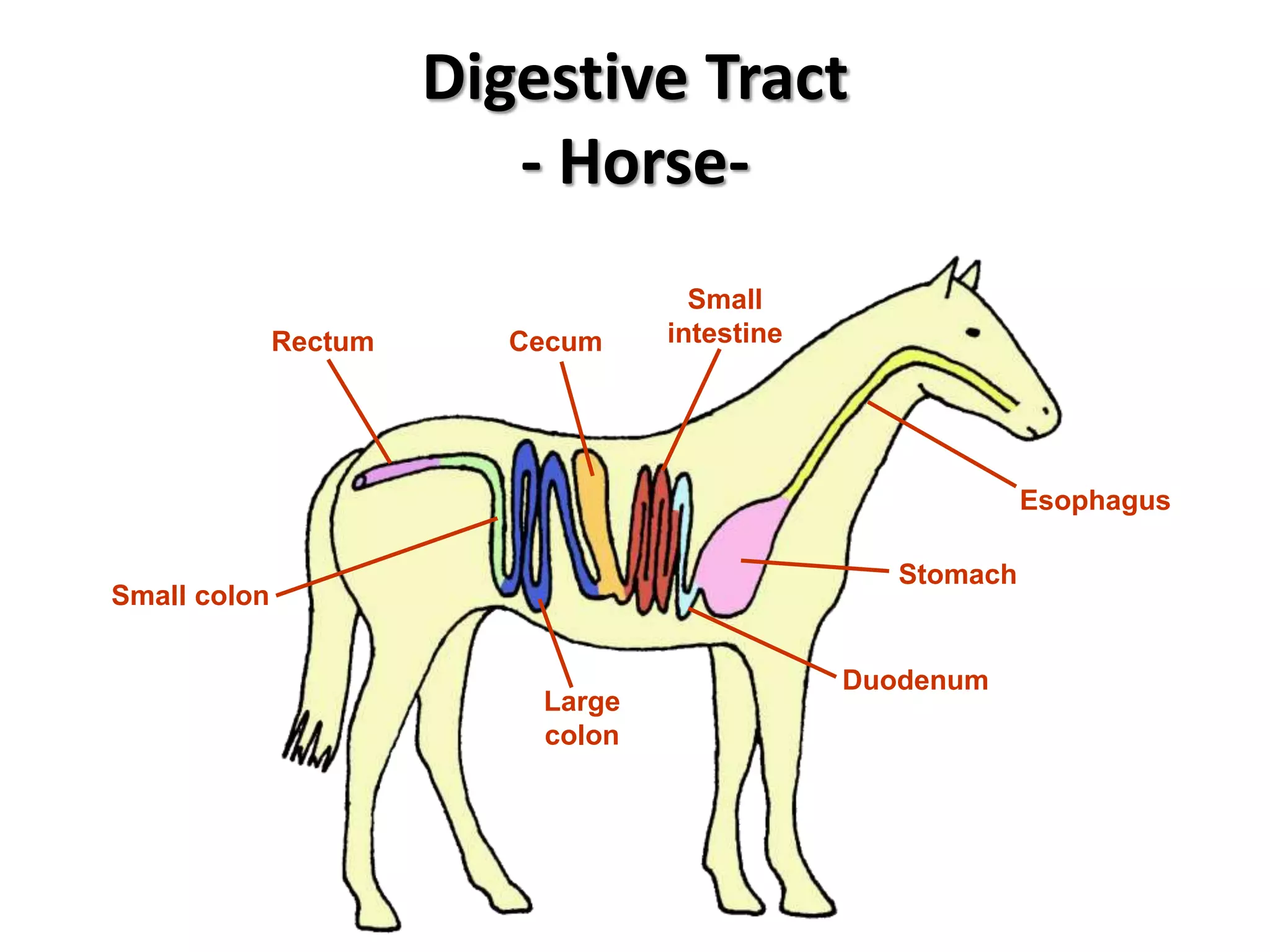 Digestive Tract
- Horse-
Esophagus
Stomach
Duodenum
Small
intestineCecum
Large
colon
Small colon
Rectum
 