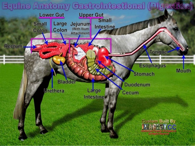 Comparative anatomy digestive system horse of the gi tract diagram 