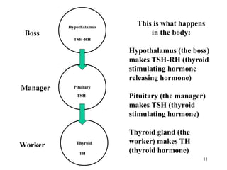 11
Thyroid
Pituitary
Hypothalamus
TSH-RH
TSH
TH
Boss
Manager
Worker
This is what happens
in the body:
Hypothalamus (the boss)
makes TSH-RH (thyroid
stimulating hormone
releasing hormone)
Pituitary (the manager)
makes TSH (thyroid
stimulating hormone)
Thyroid gland (the
worker) makes TH
(thyroid hormone)
 