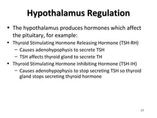 Hypothalamus RegulationHypothalamus Regulation
• The hypothalamus produces hormones which affect
the pituitary, for example:
• Thyroid Stimulating Hormone Releasing Hormone (TSH-RH)
– Causes adenohypophysis to secrete TSH
– TSH affects thyroid gland to secrete TH
• Thyroid Stimulating Hormone Inhibiting Hormone (TSH-IH)
– Causes adenohypophysis to stop secreting TSH so thyroid
gland stops secreting thyroid hormone
13
 