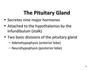 The Pituitary GlandThe Pituitary Gland
• Secretes nine major hormones
• Attached to the hypothalamus by the
infundibulum (stalk)
• Two basic divisions of the pituitary gland
– Adenohypophysis (anterior lobe)
– Neurohypophysis (posterior lobe)
16
 
