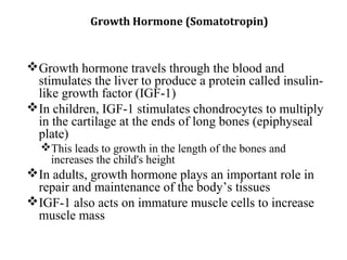 Growth hormone travels through the blood and
stimulates the liver to produce a protein called insulin-
like growth factor (IGF-1)
In children, IGF-1 stimulates chondrocytes to multiply
in the cartilage at the ends of long bones (epiphyseal
plate)
This leads to growth in the length of the bones and
increases the child's height
In adults, growth hormone plays an important role in
repair and maintenance of the body’s tissues
IGF-1 also acts on immature muscle cells to increase
muscle mass
Growth Hormone (Somatotropin)
 