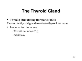 The Thyroid Gland
 Thyroid Stimulating Hormone (TSH)
Causes the thyroid gland to release thyroid hormone
• Produces two hormones
– Thyroid hormone (TH)
– Calcitonin
24
 
