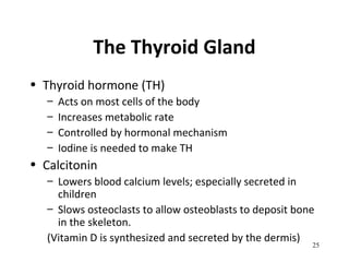 The Thyroid Gland
• Thyroid hormone (TH)
– Acts on most cells of the body
– Increases metabolic rate
– Controlled by hormonal mechanism
– Iodine is needed to make TH
• Calcitonin
– Lowers blood calcium levels; especially secreted in
children
– Slows osteoclasts to allow osteoblasts to deposit bone
in the skeleton.
(Vitamin D is synthesized and secreted by the dermis)
25
 