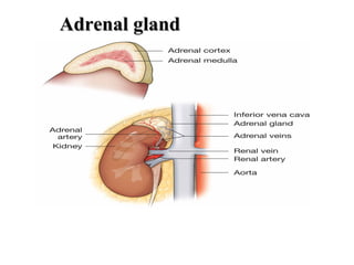 Adrenal glandAdrenal gland
 
