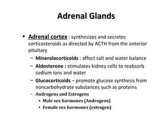 Adrenal GlandsAdrenal Glands
• Adrenal cortex : synthesizes and secretes
corticosteroids as directed by ACTH from the anterior
pituitary
– Mineralocorticoids : affect salt and water balance
– Aldosterone : stimulates kidney cells to reabsorb
sodium ions and water
– Glucocorticoids – promote glucose synthesis from
noncarbohydrate substances such as proteins
– Androgens and Estrogens
• Male sex hormones (Androgens)
• Female sex hormones (estrogen)
 