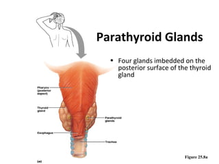 Figure 25.8a
Parathyroid Glands
• Four glands imbedded on the
posterior surface of the thyroid
gland
 