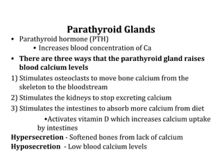 Parathyroid GlandsParathyroid Glands
• Parathyroid hormone (PTH)
• Increases blood concentration of Ca
• There are three ways that the parathyroid gland raises
blood calcium levels
1) Stimulates osteoclasts to move bone calcium from the
skeleton to the bloodstream
2) Stimulates the kidneys to stop excreting calcium
3) Stimulates the intestines to absorb more calcium from diet
•Activates vitamin D which increases calcium uptake
by intestines
Hypersecretion - Softened bones from lack of calcium
Hyposecretion - Low blood calcium levels
 
