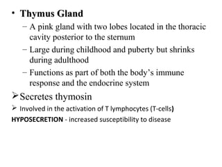 • Thymus GlandThymus Gland
– A pink gland with two lobes located in the thoracic
cavity posterior to the sternum
– Large during childhood and puberty but shrinks
during adulthood
– Functions as part of both the body’s immune
response and the endocrine system
Secretes thymosin
 Involved in the activation of T lymphocytes (T-cells)
HYPOSECRETION - increased susceptibility to disease
 