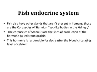 Fish endocrine system
• Fish also have other glands that aren’t present in humans; those
are the Corpuscles of Stannius, “sac-like bodies in the kidney ,”
• The corpuscles of Stannius are the sites of production of the
hormone called stanniocalcin
• This hormone is responsible for decreasing the blood circulating
level of calcium
 