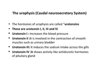 The urophysis (Caudal neurosecretory System)
• The hormones of urophysis are called “urotensins
• These are urotensin I, II, III and IV
 Urotensin I : Increases the blood pressure
 Urotensin II :it is involved in the contraction of smooth
muscles such as urinary bladder
 Urotensin III: it induces the sodium intake across the gills
 Urotensin IV :it shows activity like antidiuretic hormones
of pituitary gland
 