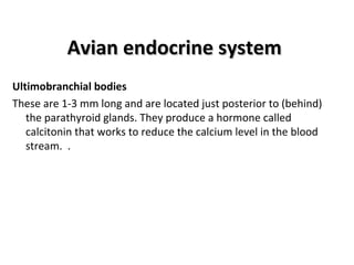 Avian endocrine systemAvian endocrine system
Ultimobranchial bodies
These are 1-3 mm long and are located just posterior to (behind)
the parathyroid glands. They produce a hormone called
calcitonin that works to reduce the calcium level in the blood
stream. .
 