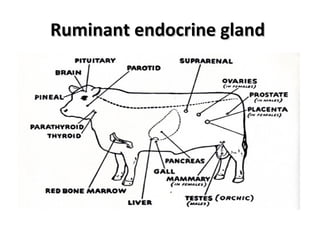 Ruminant endocrine glandRuminant endocrine gland
 