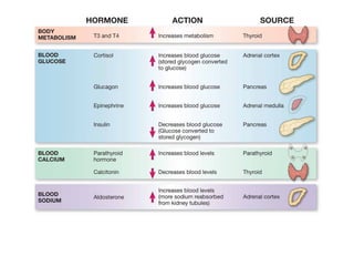 Comparative anatomy  endocrine system