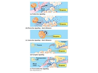(a) Endocrine signaling
Blood
vessel Response
Response
Response
Synapse
Response
Response
(b) Paracrine signaling – short distances
(c) Autocrine signaling – short distances
Neuron
(d) Synaptic signaling
Neurosecretory
cell
Blood
vessel
(e) Neuroendocrine signaling
 