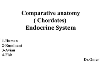 Comparative anatomy
( Chordates)
Endocrine SystemEndocrine System
1-Human
2-Ruminant
3-Avian
4-Fish
Dr.Omer
 
