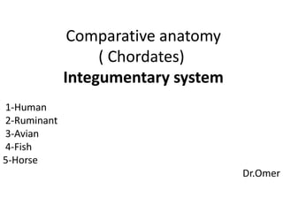 Comparative anatomy
( Chordates)
Integumentary system
1-Human
2-Ruminant
3-Avian
4-Fish
5-Horse
Dr.Omer
 