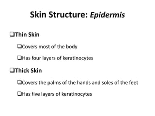 Skin Structure: Epidermis
Thin Skin
Covers most of the body
Has four layers of keratinocytes
Thick Skin
Covers the palms of the hands and soles of the feet
Has five layers of keratinocytes
 