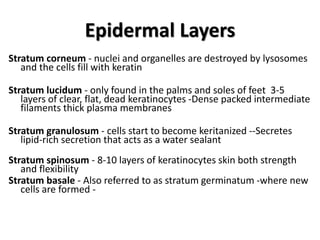 Epidermal Layers
Stratum corneum - nuclei and organelles are destroyed by lysosomes
and the cells fill with keratin
Stratum lucidum - only found in the palms and soles of feet 3-5
layers of clear, flat, dead keratinocytes -Dense packed intermediate
filaments thick plasma membranes
Stratum granulosum - cells start to become keritanized --Secretes
lipid-rich secretion that acts as a water sealant
Stratum spinosum - 8-10 layers of keratinocytes skin both strength
and flexibility
Stratum basale - Also referred to as stratum germinatum -where new
cells are formed -
 