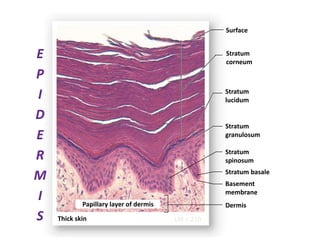 Thick skin LM  210
Surface
Stratum
corneum
Stratum
lucidum
Stratum
granulosum
Stratum
spinosum
Stratum basale
Basement
membrane
DermisPapillary layer of dermis
E
P
I
D
E
R
M
I
S
 