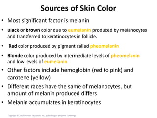 Sources of Skin Color
• Most significant factor is melanin
• Black or brown color due to eumelanin produced by melanocytes
and transferred to keratinocytes in follicle.
• Red color produced by pigment called pheomelanin
• Blonde color produced by intermediate levels of pheomelanin
and low levels of eumelanin
• Other factors include hemoglobin (red to pink) and
carotene (yellow)
• Different races have the same of melanocytes, but
amount of melanin produced differs
• Melanin accumulates in keratinocytes
Copyright © 2007 Pearson Education, Inc., publishing as Benjamin Cummings
 