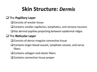 Skin Structure: Dermis
 The Papillary Layer
Consists of areolar tissue
Contains smaller capillaries, lymphatics, and sensory neurons
Has dermal papillae projecting between epidermal ridges
 The Reticular Layer
Consists of dense irregular connective tissue
Contains larger blood vessels, lymphatic vessels, and nerve
fibers
Contains collagen and elastic fibers
Contains connective tissue proper
 