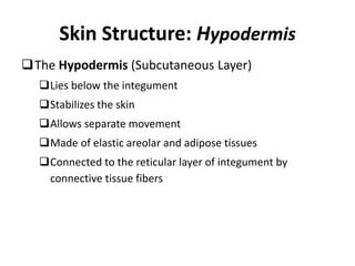Skin Structure: Hypodermis
The Hypodermis (Subcutaneous Layer)
Lies below the integument
Stabilizes the skin
Allows separate movement
Made of elastic areolar and adipose tissues
Connected to the reticular layer of integument by
connective tissue fibers
 