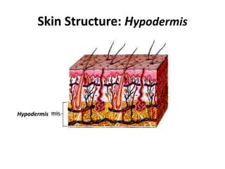 Skin Structure: Hypodermis
Hypodermis
 