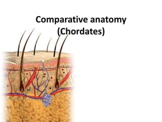Comparative anatomy
(Chordates)
 