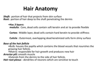 Hair Anatomy
Shaft: portion of hair that projects from skin surface
Root: portion of hair deep to the shaft penetrating the dermis
•Has 3 layers:
medulla : Core, dead cells contain soft keratin and air to provide flexible
Cortex: Middle layer, dead cells contain hard keratin to provide stiffness
Cuticle : Outermost, overlapping dead keratinized cells form shiny surface
Base of the hair follicle
•Bulb: houses the papilla which contains the blood vessels that nourishes the
growing hair follicle.
•Matrix: responsible for hair growth and produces new hair
Arrector pili: smooth muscle
•Extends from the dermis to the side of hair follicle.
Hair root plexus - dendrites of neurons which are sensitive to touch
 