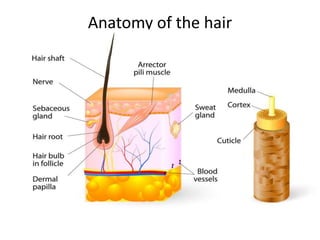 Anatomy of the hair
 