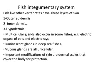 Fish integumentary system
Fish like other vertebrates have Three layers of skin
1-Outer epidermis
2- Inner dermis.
3-Hypodermis
• Multicellular glands also occur in some fishes, e.g. electric
organs of eels and electric rays,
• luminescent glands in deep sea fishes.
•Mucous glands are all unicellular.
• Important modifications of skin are dermal scales that
cover the body for protection.
 