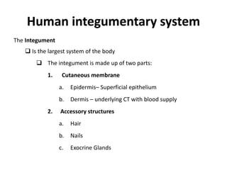 Human integumentary system
The Integument
 Is the largest system of the body
 The integument is made up of two parts:
1. Cutaneous membrane
a. Epidermis– Superficial epithelium
b. Dermis – underlying CT with blood supply
2. Accessory structures
a. Hair
b. Nails
c. Exocrine Glands
 