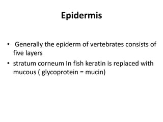 Epidermis
• Generally the epiderm of vertebrates consists of
five layers
• stratum corneum In fish keratin is replaced with
mucous ( glycoprotein = mucin)
 