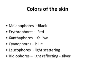 Colors of the skin
• Melanophores – Black
• Erythrophores – Red
• Xanthaphores – Yellow
• Cyanophores – blue
• Leucophores – light scattering
• Iridiophores – light reflecting ‐ silver
 