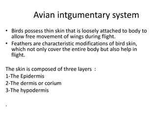 Avian intgumentary system
• Birds possess thin skin that is loosely attached to body to
allow free movement of wings during flight.
• Feathers are characteristic modifications of bird skin,
which not only cover the entire body but also help in
flight.
The skin is composed of three layers :
1-The Epidermis
2-The dermis or corium
3-The hypodermis
.
 