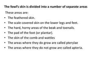 The fowl’s skin is divided into a number of separate areas
These areas are:
• The feathered skin.
• The scale covered skin on the lower legs and feet.
• The hard, horny areas of the beak and toenails.
• The pad of the foot (or plantar).
• The skin of the comb and wattles
• The areas where they do grow are called pterylae
• The areas where they do not grow are called apteria.
 