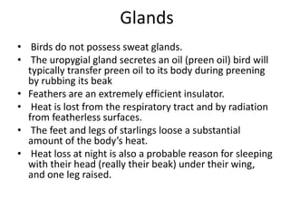 Glands
• Birds do not possess sweat glands.
• The uropygial gland secretes an oil (preen oil) bird will
typically transfer preen oil to its body during preening
by rubbing its beak
• Feathers are an extremely efficient insulator.
• Heat is lost from the respiratory tract and by radiation
from featherless surfaces.
• The feet and legs of starlings loose a substantial
amount of the body’s heat.
• Heat loss at night is also a probable reason for sleeping
with their head (really their beak) under their wing,
and one leg raised.
 