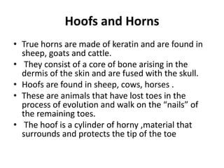 Hoofs and Horns
• True horns are made of keratin and are found in
sheep, goats and cattle.
• They consist of a core of bone arising in the
dermis of the skin and are fused with the skull.
• Hoofs are found in sheep, cows, horses .
• These are animals that have lost toes in the
process of evolution and walk on the “nails” of
the remaining toes.
• The hoof is a cylinder of horny ,material that
surrounds and protects the tip of the toe
 