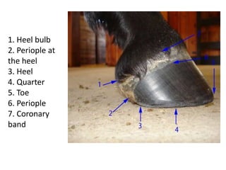 1. Heel bulb
2. Periople at
the heel
3. Heel
4. Quarter
5. Toe
6. Periople
7. Coronary
band
 