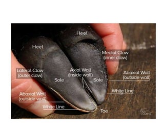 Comparative anatomy integumentary system
