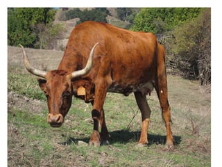 Comparative anatomy integumentary system